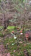 Cottage complex Ozerny Bereg