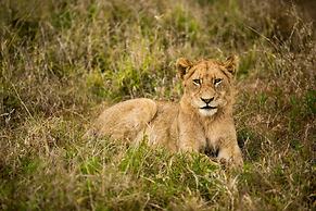 Hamiltons Tented Camp