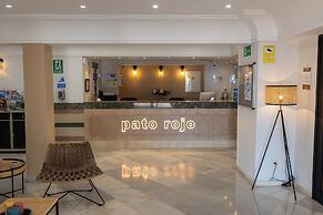 Pato Rojo