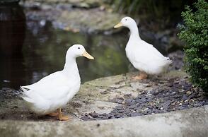Old Swan