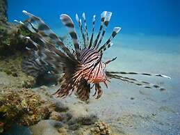 Oonas Dive Club