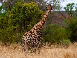 Zebra Nature Reserve