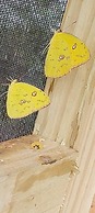 Midas Belize