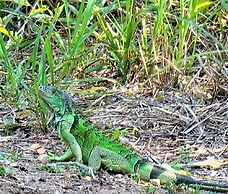Midas Belize
