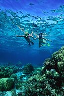 Windsong on the Reef