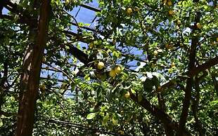 Bed and Lemons