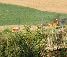 Agriturismo Il Colombaiolo