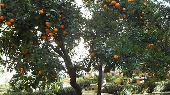 L'Orangerie d'Epoque