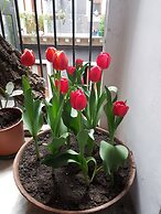 Bellini Apartment