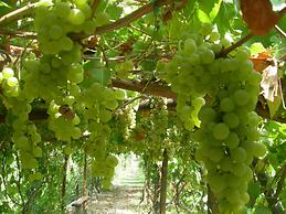 La Vigna