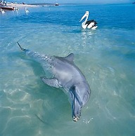 RAC Monkey Mia Dolphin Resort
