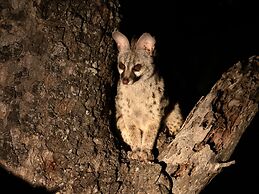 Honeyguide Tented Safari Camps - Mantobeni