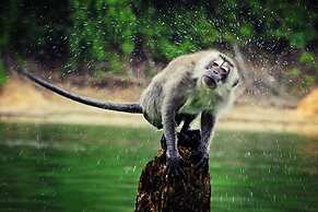 Belum Rainforest Resort