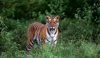 Evolve Back, Kabini