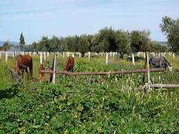 Ryad des Vignes