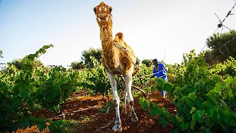 Ryad des Vignes