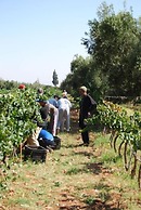 Ryad des Vignes