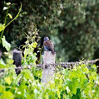 Ryad des Vignes