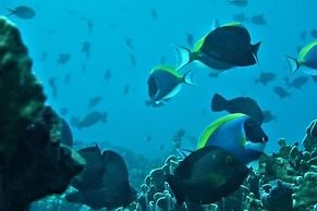 Pulau Weh Paradise