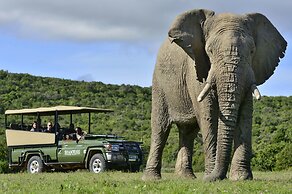 Shamwari Bayethe