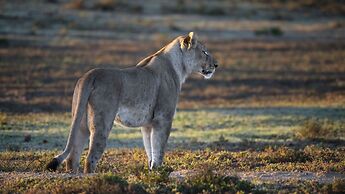 Shamwari Bayethe