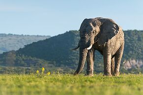 Shamwari Bayethe