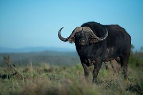 Shamwari Bayethe