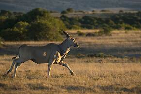 Shamwari Bayethe