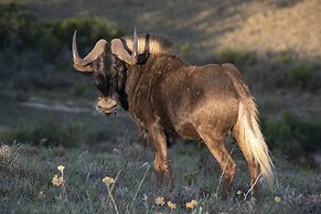 Shamwari Bayethe