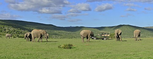 Shamwari Bayethe