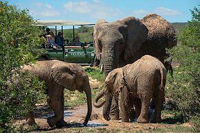 Shamwari Bayethe