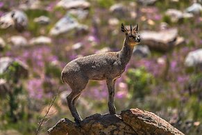 Simbavati Cederberg Ridge