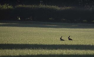 Carrick's At Castle Farm