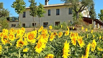 La Cicala