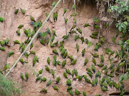 Paradise Amazon Lodge & Adventure