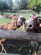 Corte Breda Agriturismo Bed & Breakfast