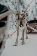 Arctic TreeHouse Hotel