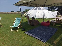 Glamping With Llamas