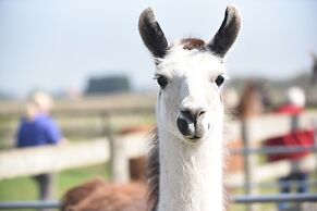 Glamping With Llamas
