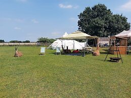 Glamping With Llamas