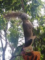 Jungle View Guest