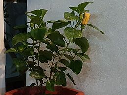 Areca Bungalow