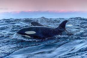 Aurora Glamping By The Whales