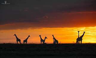 Mara Major Camp