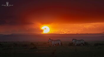 Mara Major Camp