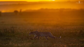Mara Major Camp