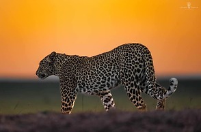 Mara Major Camp