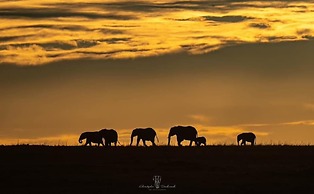 Mara Major Camp