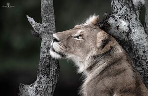 Mara Major Camp