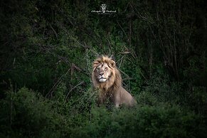 Mara Major Camp